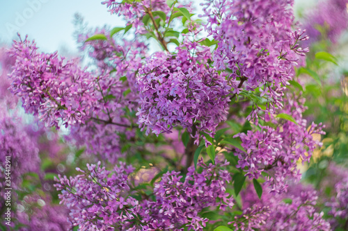 Beautiful blooming lilac. Selective soft focus  blurred background