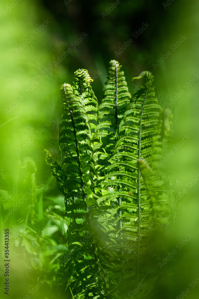 Fototapeta premium green ferns on a green background