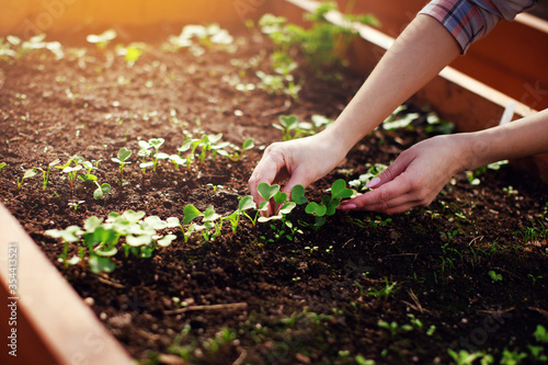 Farmer woman hands taking care of sprouting vegetable seedling and seed in soil in garden bed greenhouse at spring sunlight. Growing fresh greenery, organic gardening, working at farm concept