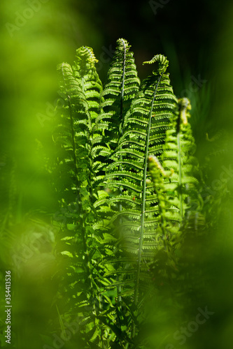 green ferns on a green background