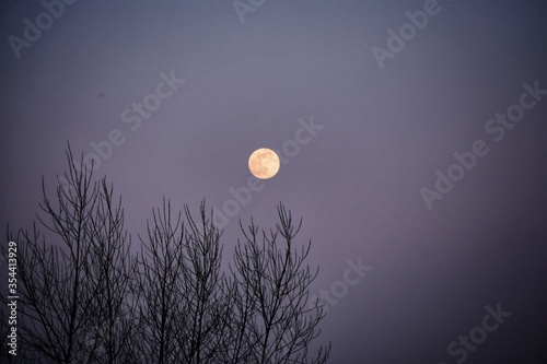 full moon and tree