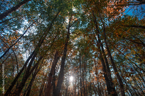 A tree in a forest