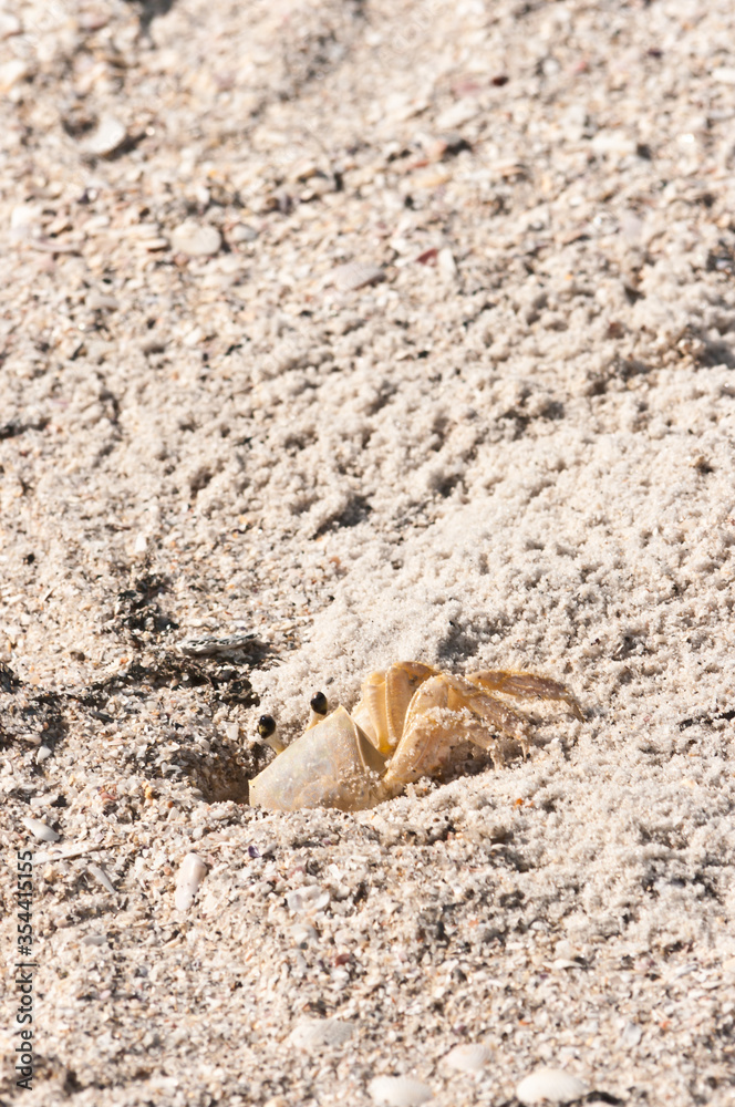 Top view, close distance of, a ghost crab, climbing out of sand tunnel, house, on a sandy, tropical, beach, on the gulf of Mexico, on a sunny morning Top view, close distance of, a ghost crab, climbing out of sand tunnel, house, on a sandy, tropical, beach, on the gulf of Mexico, on a sunny morning