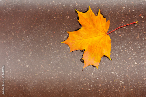 yellow maple leaf in a puddle. concept of autumn mood and Canada day.