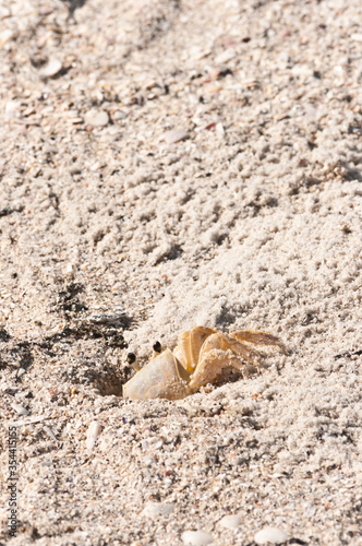 Top view, close distance of, a ghost crab, climbing out of sand tunnel, house, on a sandy, tropical, beach, on the gulf of Mexico, on a sunny morning