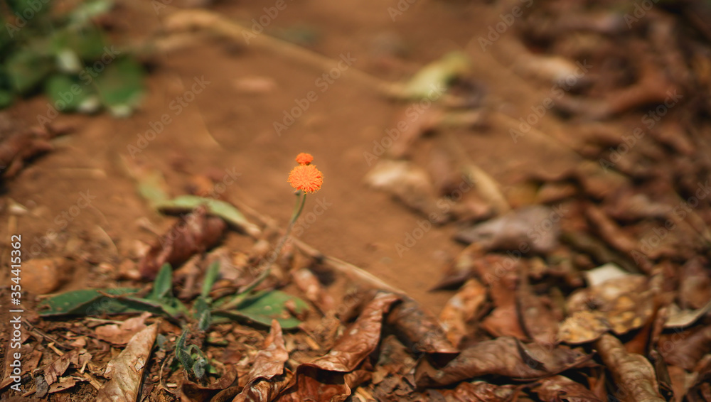 Lonely little beautiful tine orange flower in a red deserted land of Africa, a strong will to live, fight and survive concept, flora in Rwanda, shallow depth, selective focus, macro close up dandelion Lonely little beautiful tine orange flower in a red deserted land of Africa, a strong will to live, fight and survive concept, flora in Rwanda, shallow depth, selective focus, macro close up dandelion