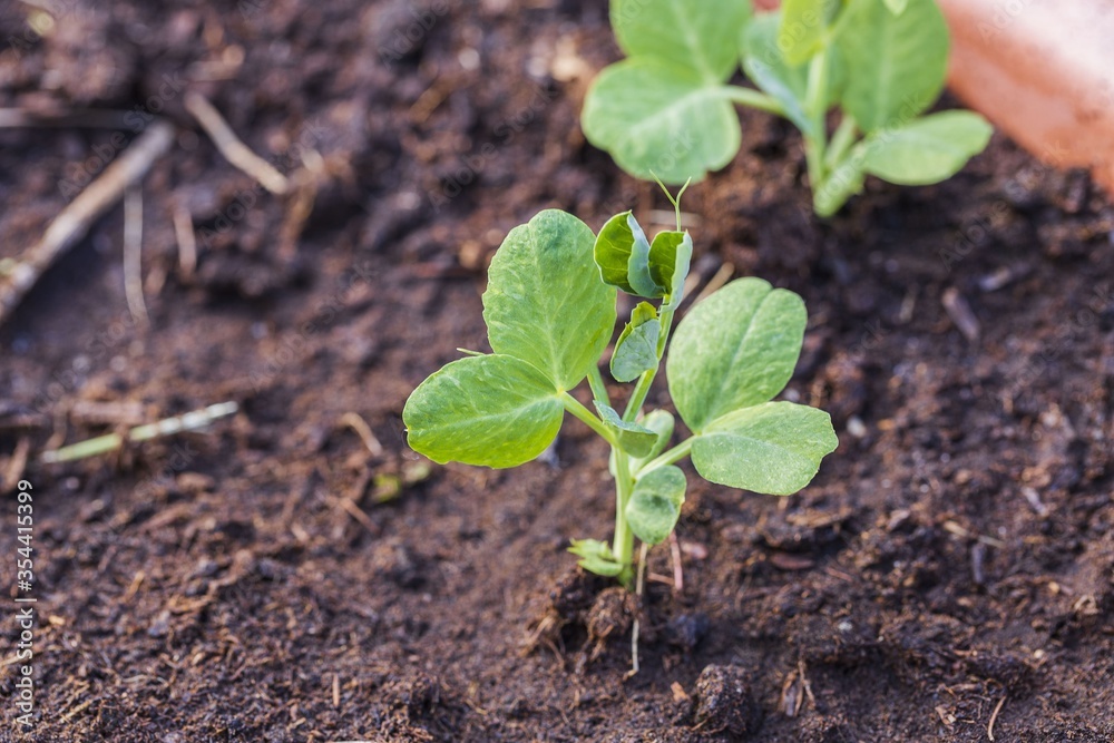 Beautiful close up view of growing peas plants. Beautiful nature backgrounds. Beautiful close up view of growing peas plants. Beautiful nature backgrounds.