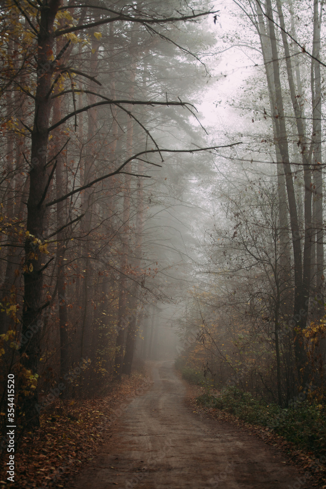 Pine foggy forest. Morning in nature. Rainy wet cloudy day. Autumn. Road along the middle of the forest.. Pine foggy forest. Morning in nature. Rainy wet cloudy day. Autumn. Road along the middle of the forest..