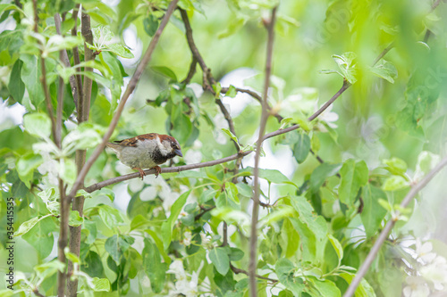 Sparrow on the branches of a green tree © M.V.schiuma