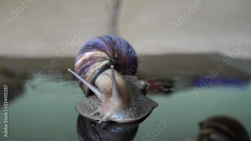 Achatina snail crawls on a mirror table