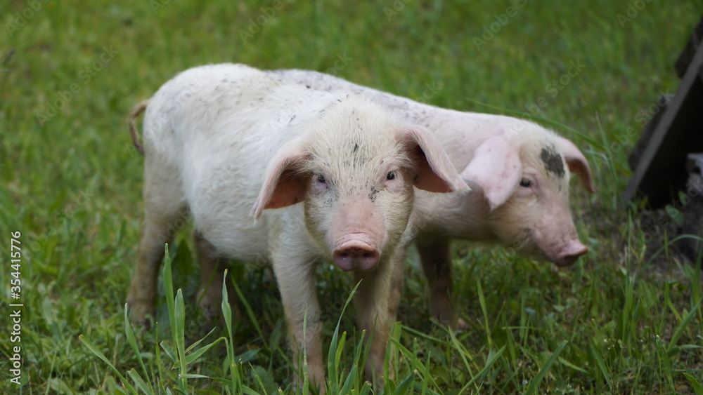 Piglets on a background of green grass. Young pigs on the grass. Piglets on a background of green grass. Young pigs on the grass.