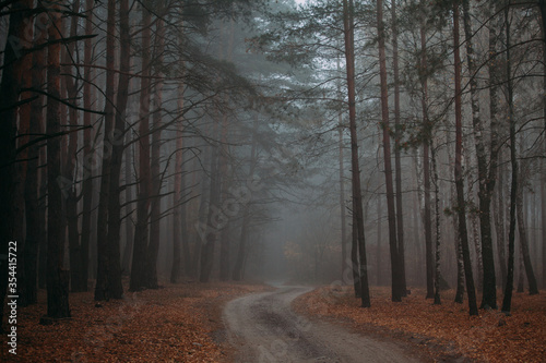 Pine foggy forest. Morning in nature. Rainy wet cloudy day. Autumn.. © Сергей Опиканец