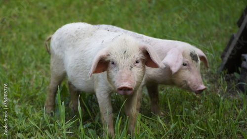 Piglets on a background of green grass. Young pigs on the grass. © ShapikMedia