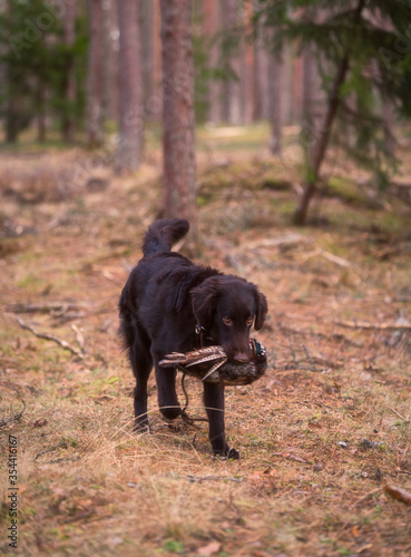 Beautiful chocolate flat-coated retriever posing for pictures in the forest.
