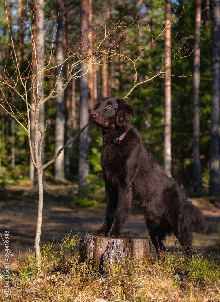 Beautiful chocolate flat-coated retriever posing for pictures in the forest.