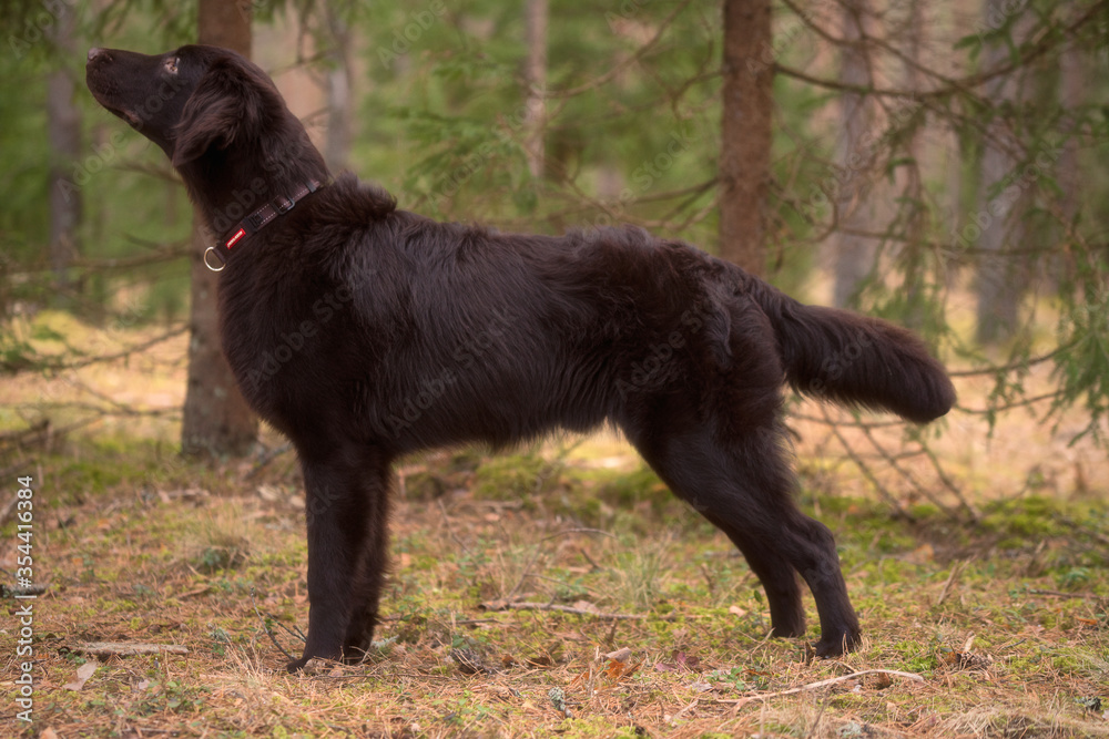 Beautiful chocolate flat-coated retriever posing for pictures in the forest. Beautiful chocolate flat-coated retriever posing for pictures in the forest.