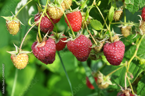Fruits of raspberry on a bush branch