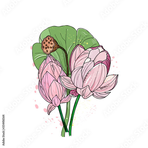 Lotus or water lilies bouquet. Elegant tropical flowers. Hand drawing isolated on white.