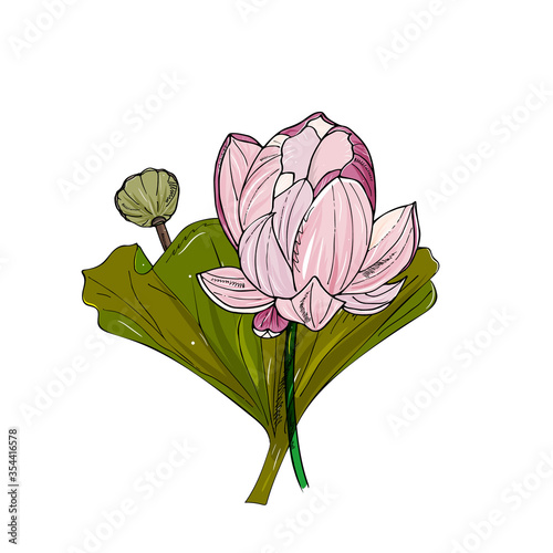 Lotus or water lilies bouquet. Elegant tropical flowers. Hand drawing isolated on white.