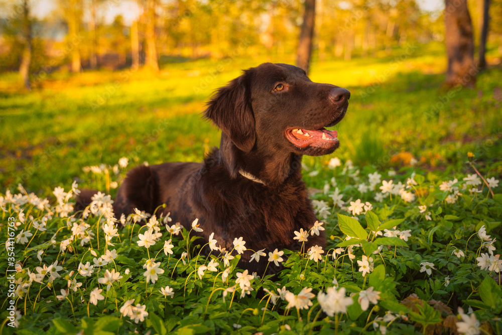 Beautiful chocolate flat-coated retriever in sunny weather outside posing for pictures
