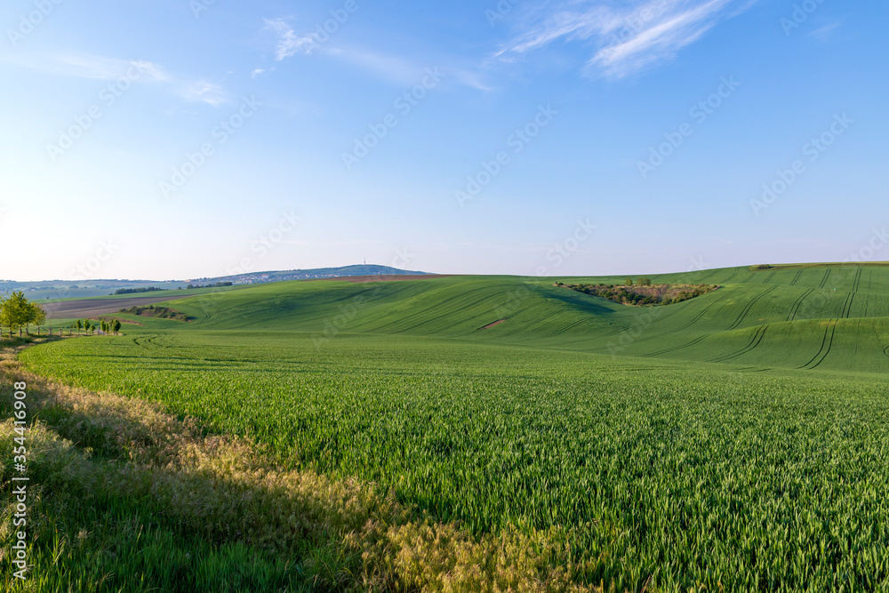 Beautiful green field that ripples and the sun shines on them. A landscape of waves called Moravian Tuscany in the Czech Republic.