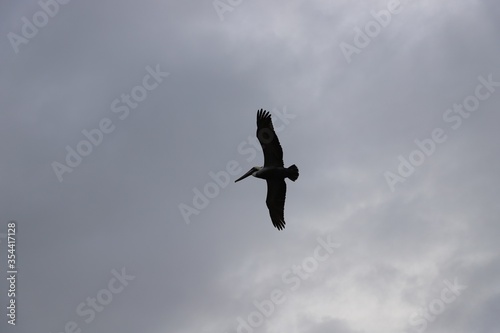 Brown pelican in flight against grey sky