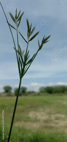 green grass field