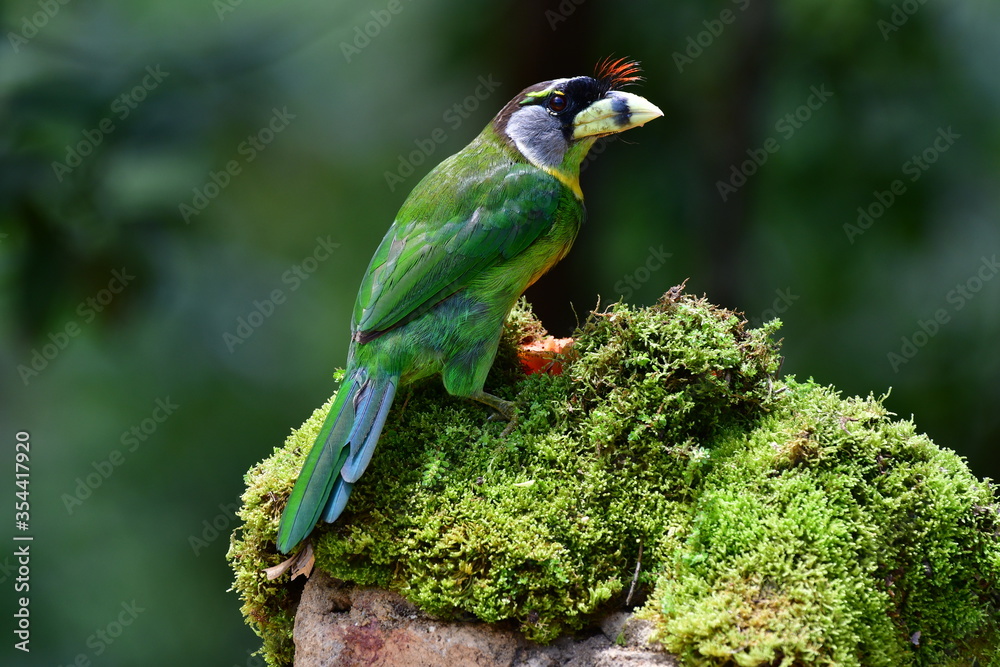 Obraz premium The fire-tufted barbet (Psilopogon pyrolophus) is a species of bird in the Asian barbet family Megalaimidae. It is native to Peninsular Malaysia and Sumatra, where it inhabits tropical moist lowland.