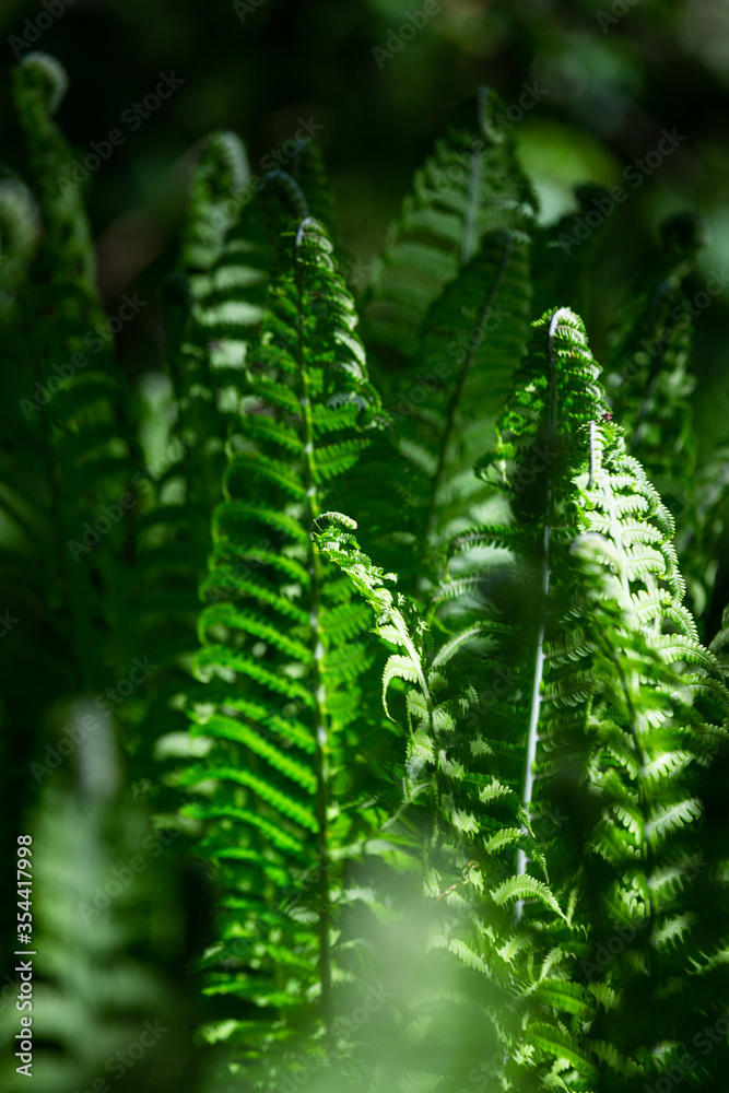 green ferns on a green background