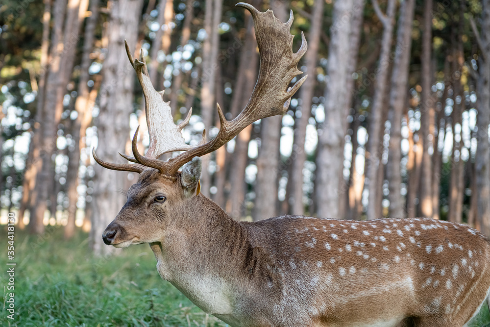 deer in the woods deer in the woods