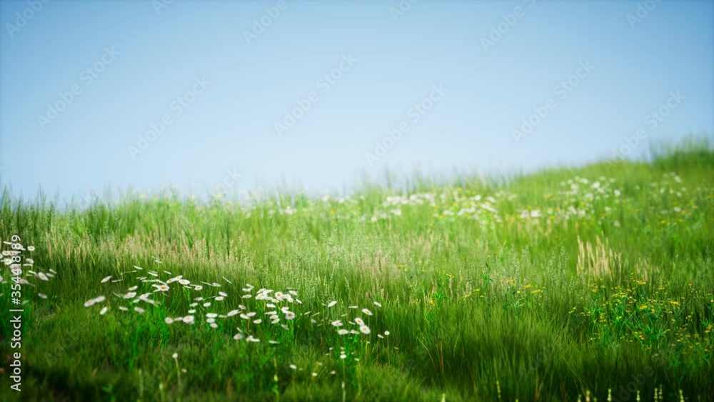 Field of green fresh grass under blue sky Field of green fresh grass under blue sky