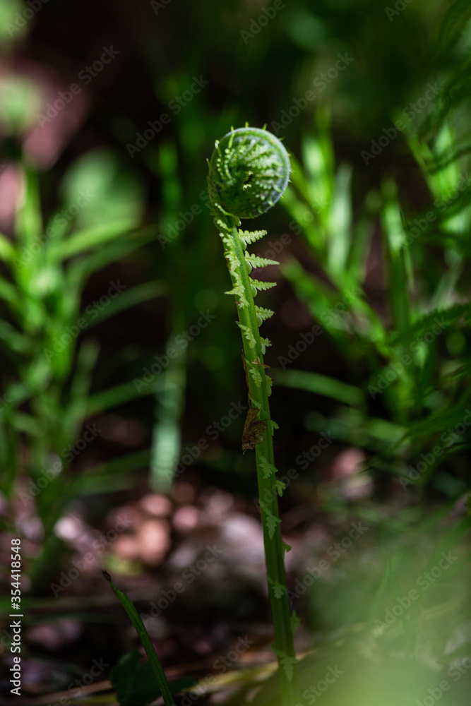 green ferns on a green background