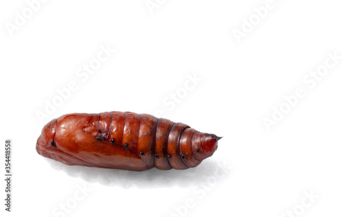 A pupa moth isolated on a white background. A closeup.