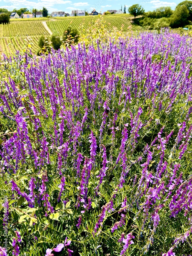 field of lavender field of lavender