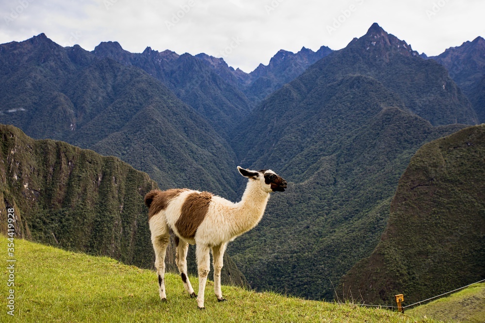 Fototapeta premium Machu Picchu - Lost Incas city in Peru, South America