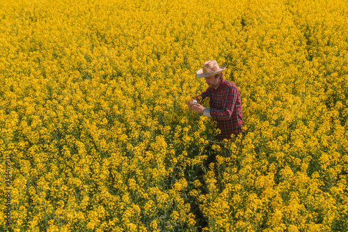 Oilseed rape farmer examining crop flowers in field
