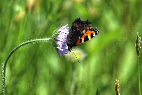 Schmetterling