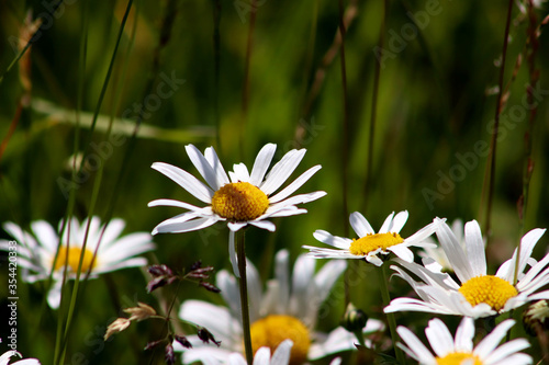 Natur