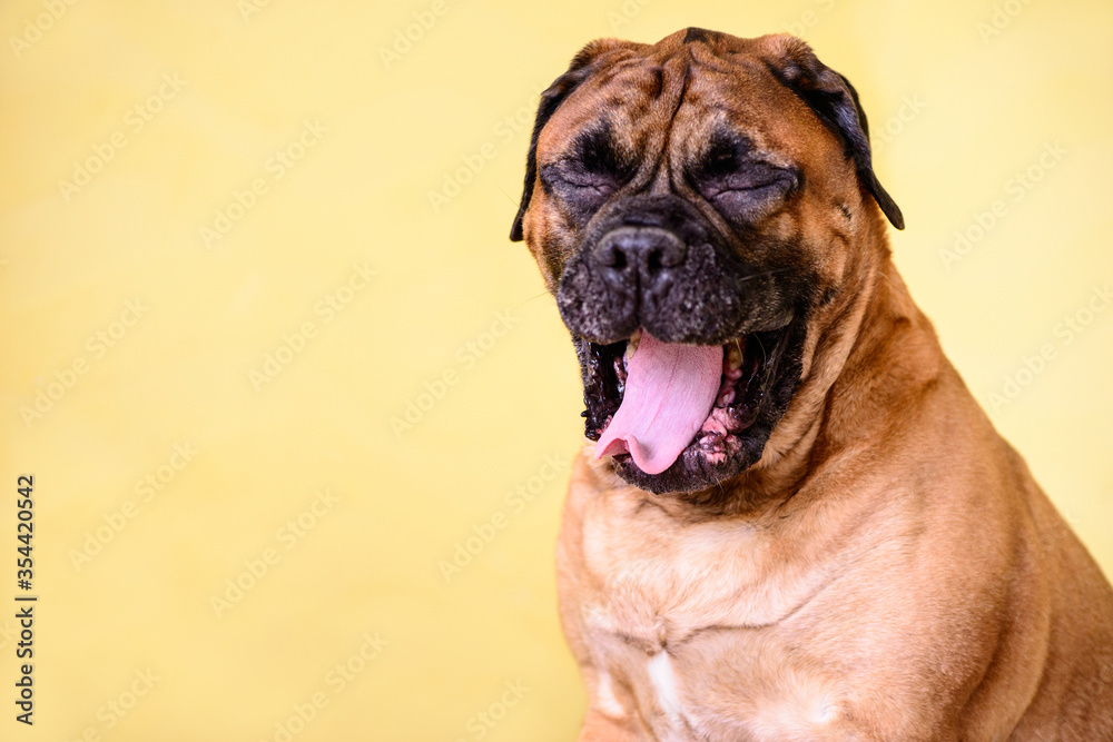 Bullmastiff dog yawns  large pet portrait friendly animals free space for ads