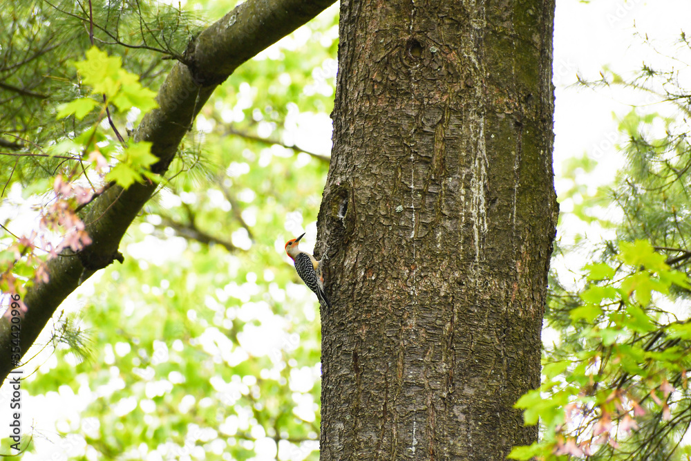 Red-Bellied Woodpecker