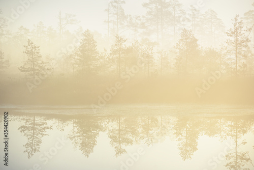 Swampy forest lake in a thick mysterious fog at sunrise. Cenas tirelis, Latvia. Golden sunlight through the pine and fir tree trunks. Symmetry reflections on the water. Idyllic autumn landscape photo