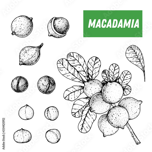 Macadamia hand drawn sketch. Nuts vector illustration. Macadamia branch. Organic healthy food. Great for packaging design. Engraved style. Black and white color.