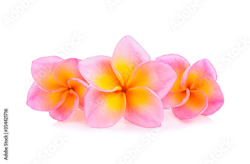 frangipani flower isolated on white background