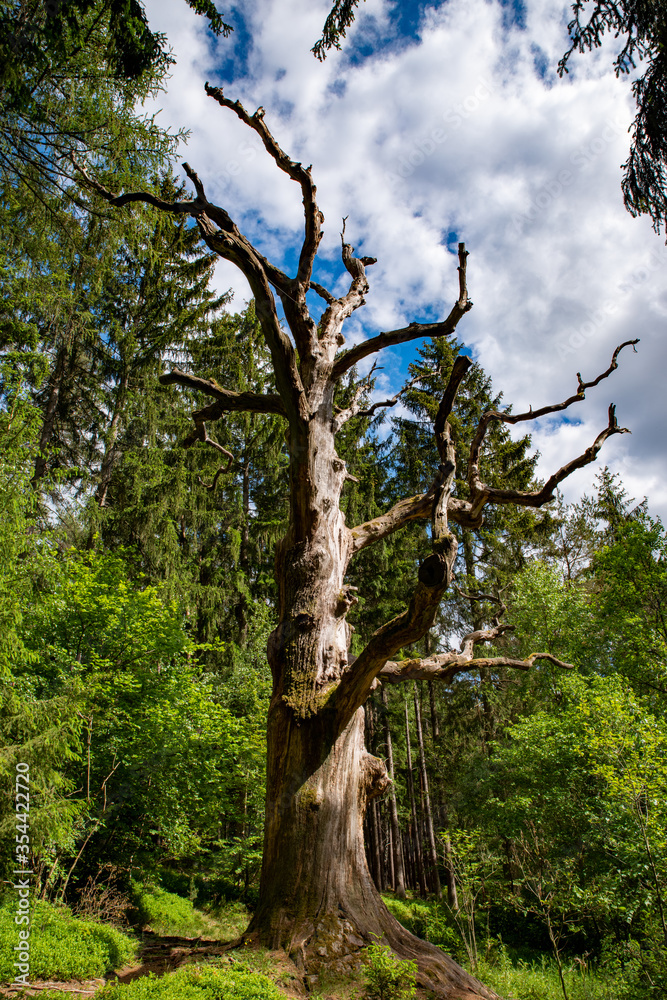 Naklejka premium Saueiche