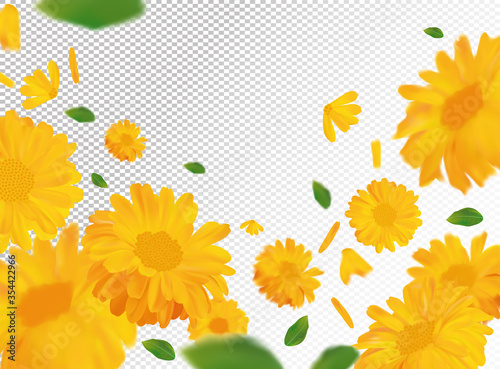 3D realistic marigold with green leaf. Yellow calendula flower in motion. Beautiful marigold background. Calendula close up. Falling flower calendula.Vector illustration