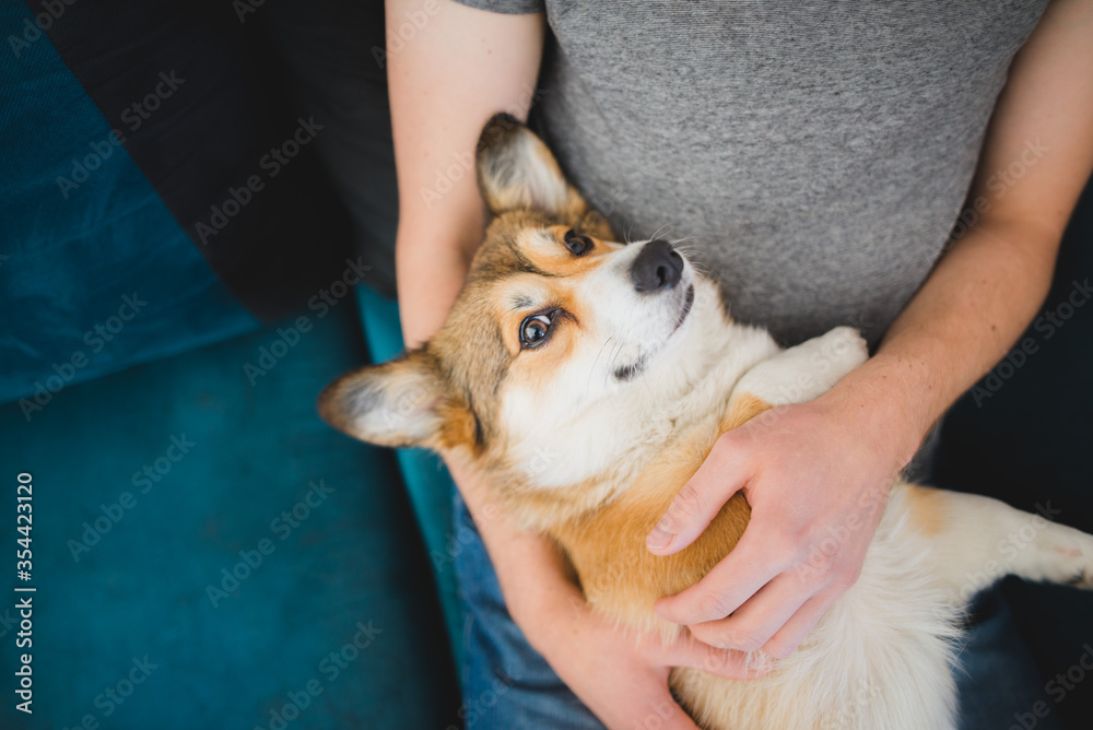 custom made wallpaper toronto digitalWelsh corgi pembroke dog being cuddled by the owner on the sofa