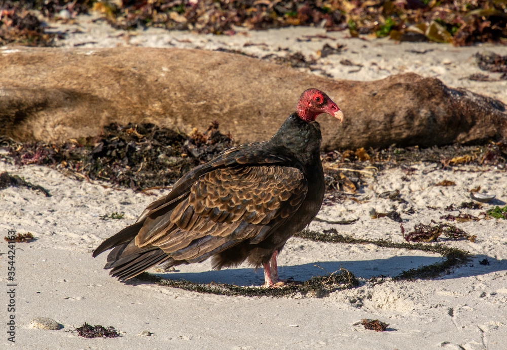 Turkey Vulture on California Beach Turkey Vulture on California Beach