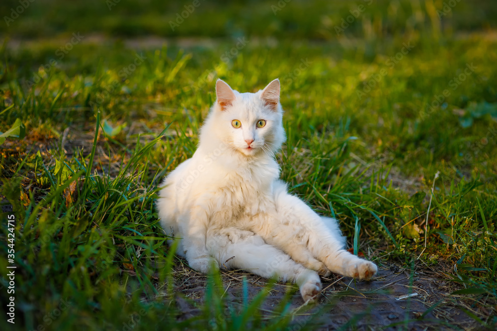Beautiful white fluffy cat sits on the green grass under the sun. Beautiful white fluffy cat sits on the green grass under the sun.