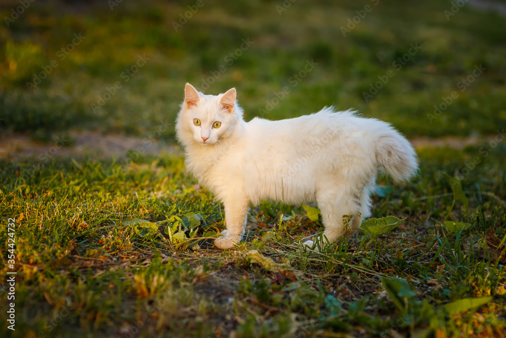 Beautiful white fluffy cat stands in the sun. 