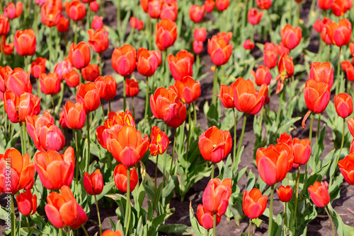 red tulips flowers close up blooming in the garden spring card